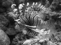 took this picture in the red sea its one that i look at a... by Jamie Malone 